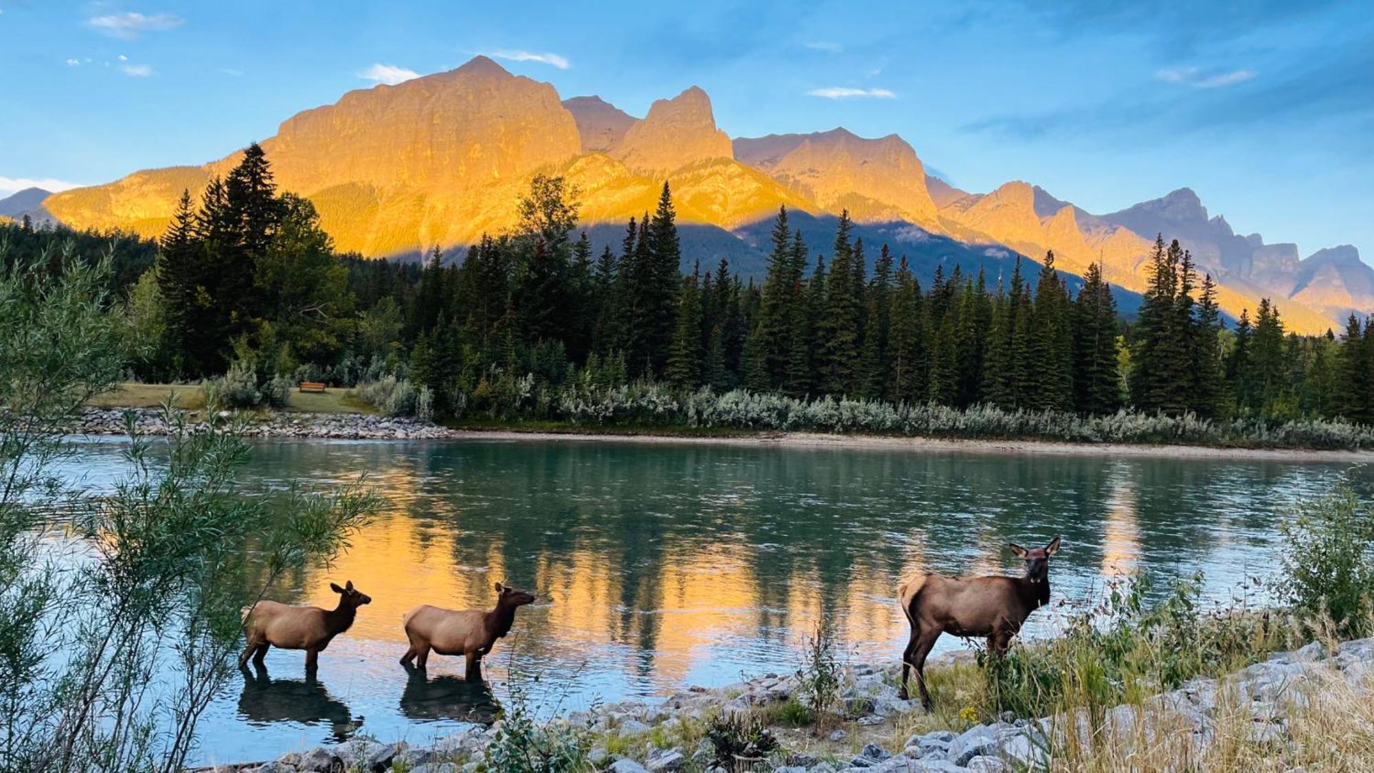 Unit #203 Cozy Mountain View 1Br In Dt Apartment Canmore Exterior photo